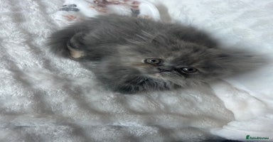 Persian cats - Advert 12