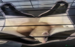 Ferret rodents for sale: Ferret Hob looking for a new home - Image 3