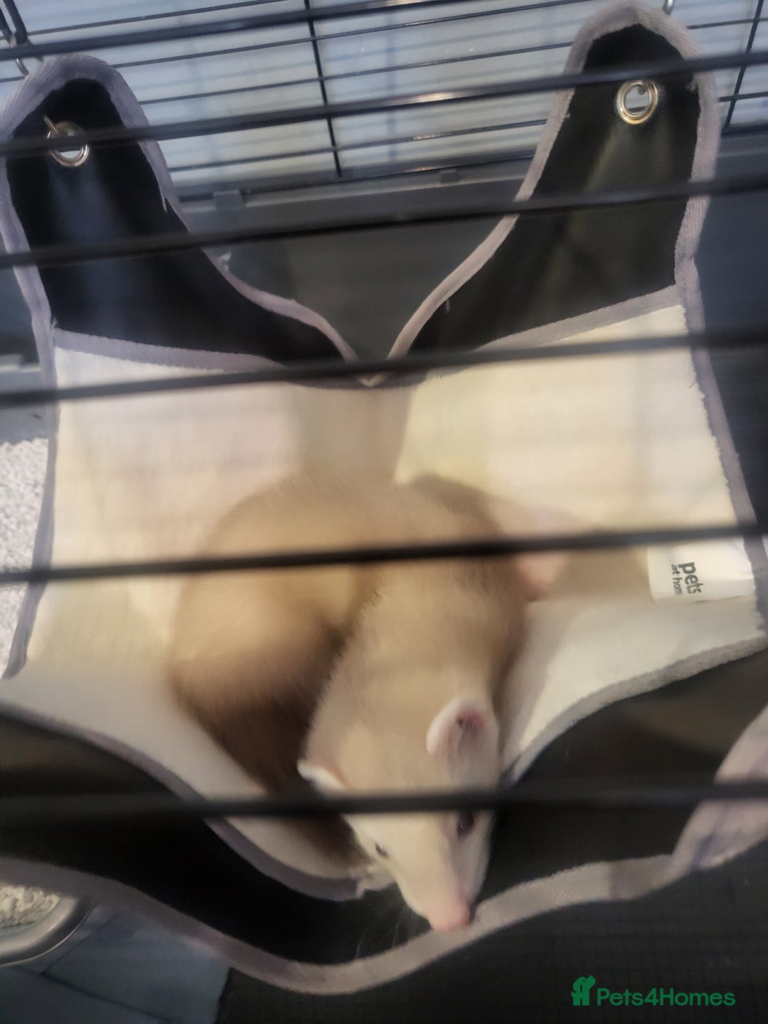 Ferret rodents for sale: Ferret Hob looking for a new home - Image 3