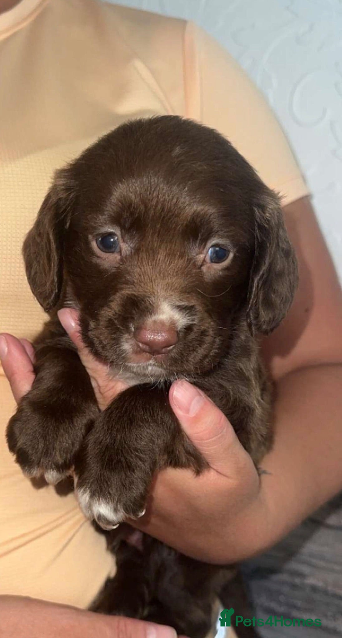 Cocker Spaniel dogs 7 beautiful cocker spaniel puppies for sale  - Advert 16