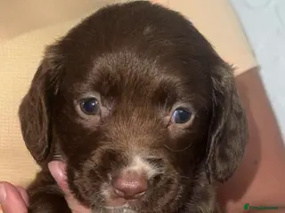Cocker Spaniel dogs 7 beautiful cocker spaniel puppies for sale - Advert 1