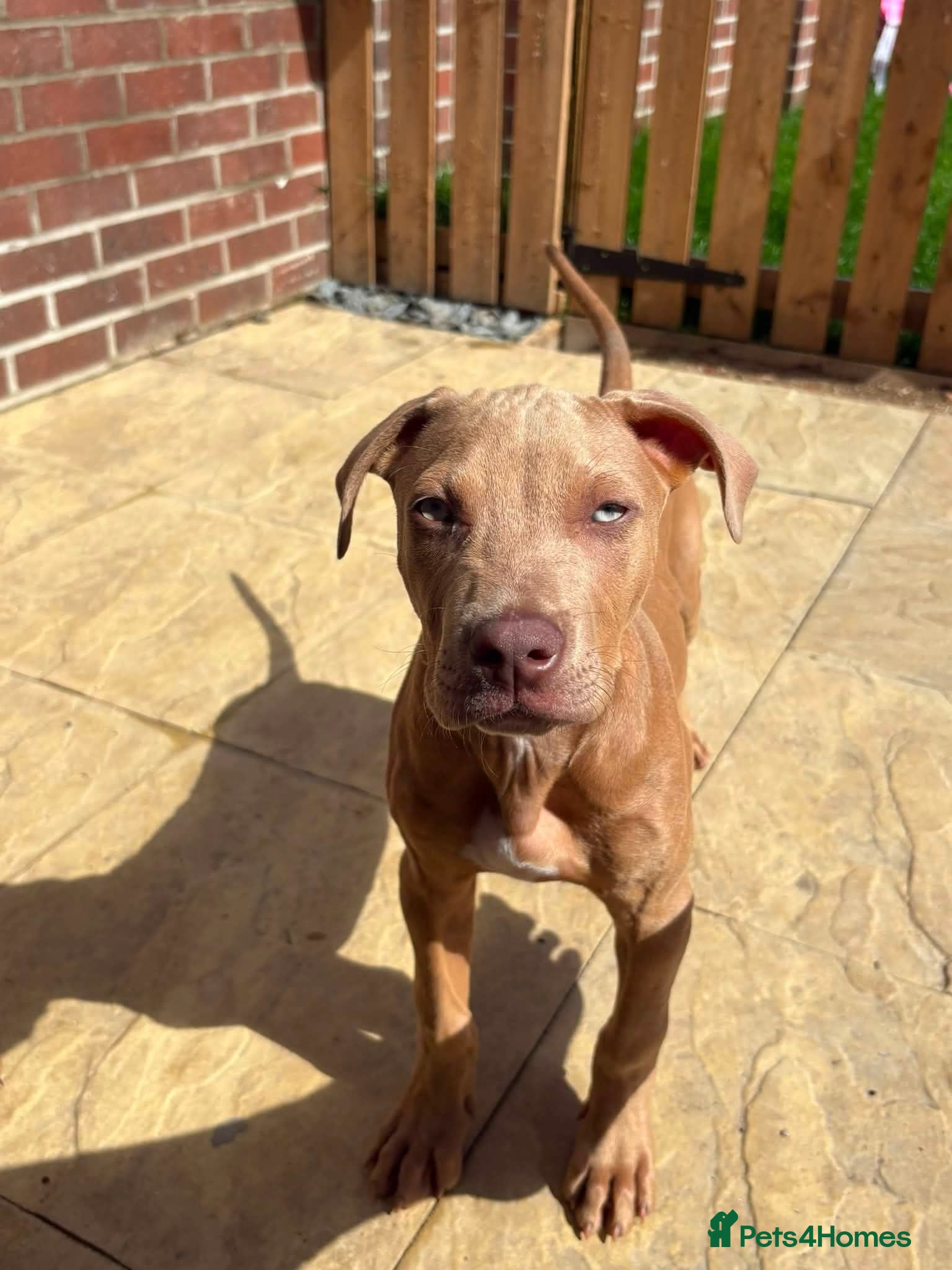 American Bull Staffy dogs Ronnie - Advert 4