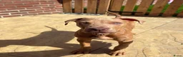 American Bull Staffy dogs for sale: Ronnie - Advert 1