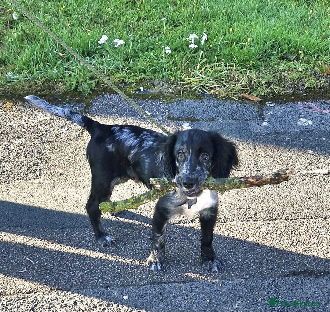 Cocker Spaniel dogs for sale: Male cocker spaniel  - Advert 6