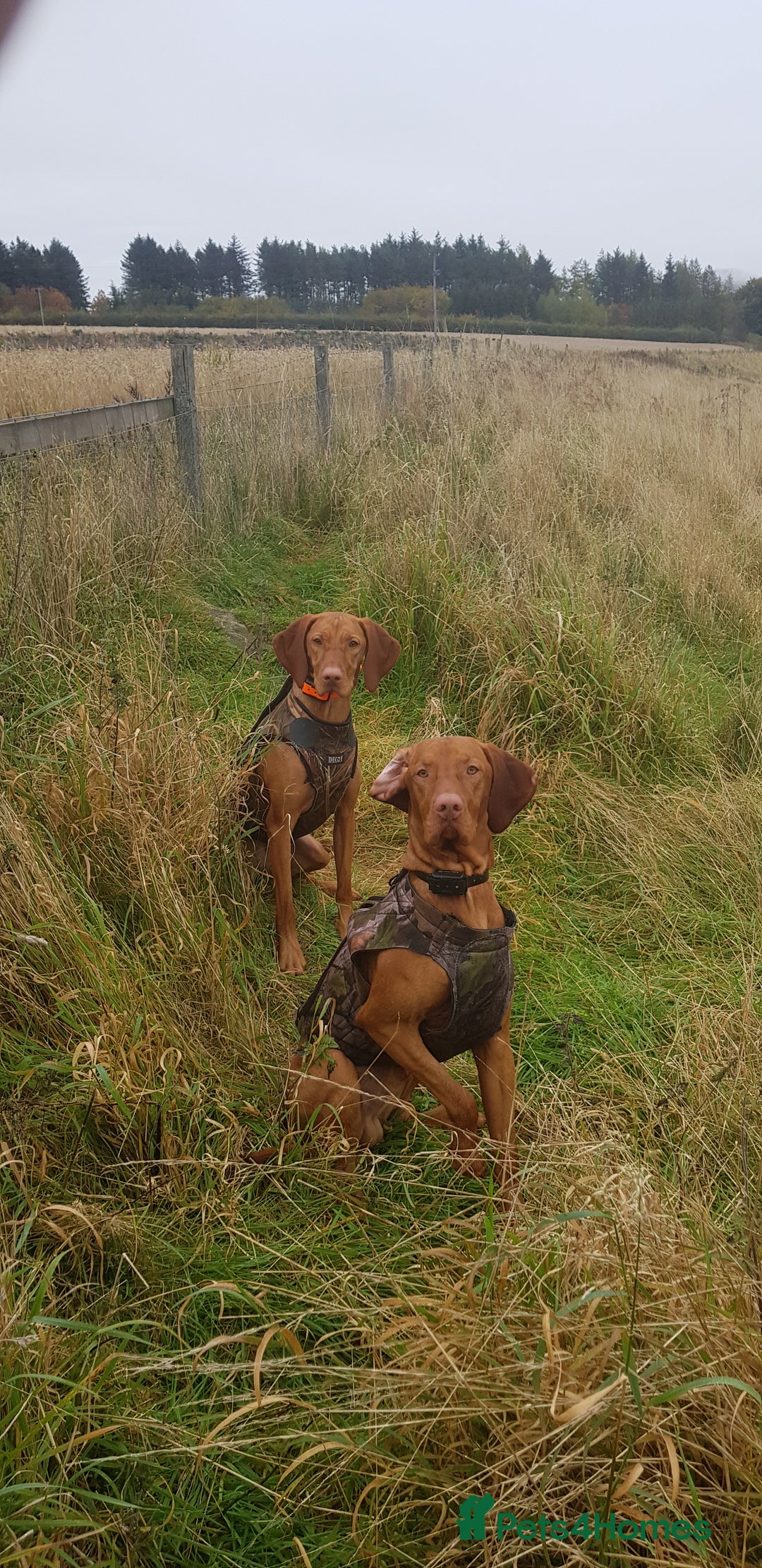 Hungarian Vizsla dogs for stud: Mr David McKerron  - Image 5
