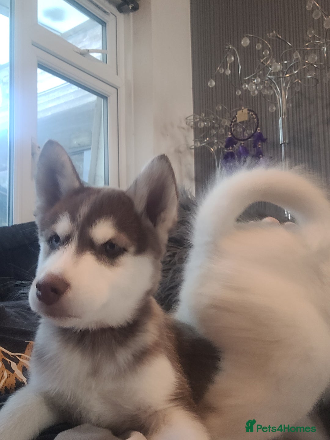 Siberian Husky dogs for sale: Two husky puppies  - Image 3