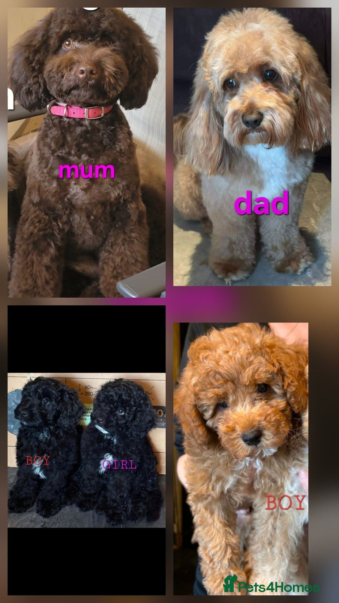 Mixed Breed dogs ONLY 3 LEFT AVAILABLE. READY TO LEAVE  - Advert 2