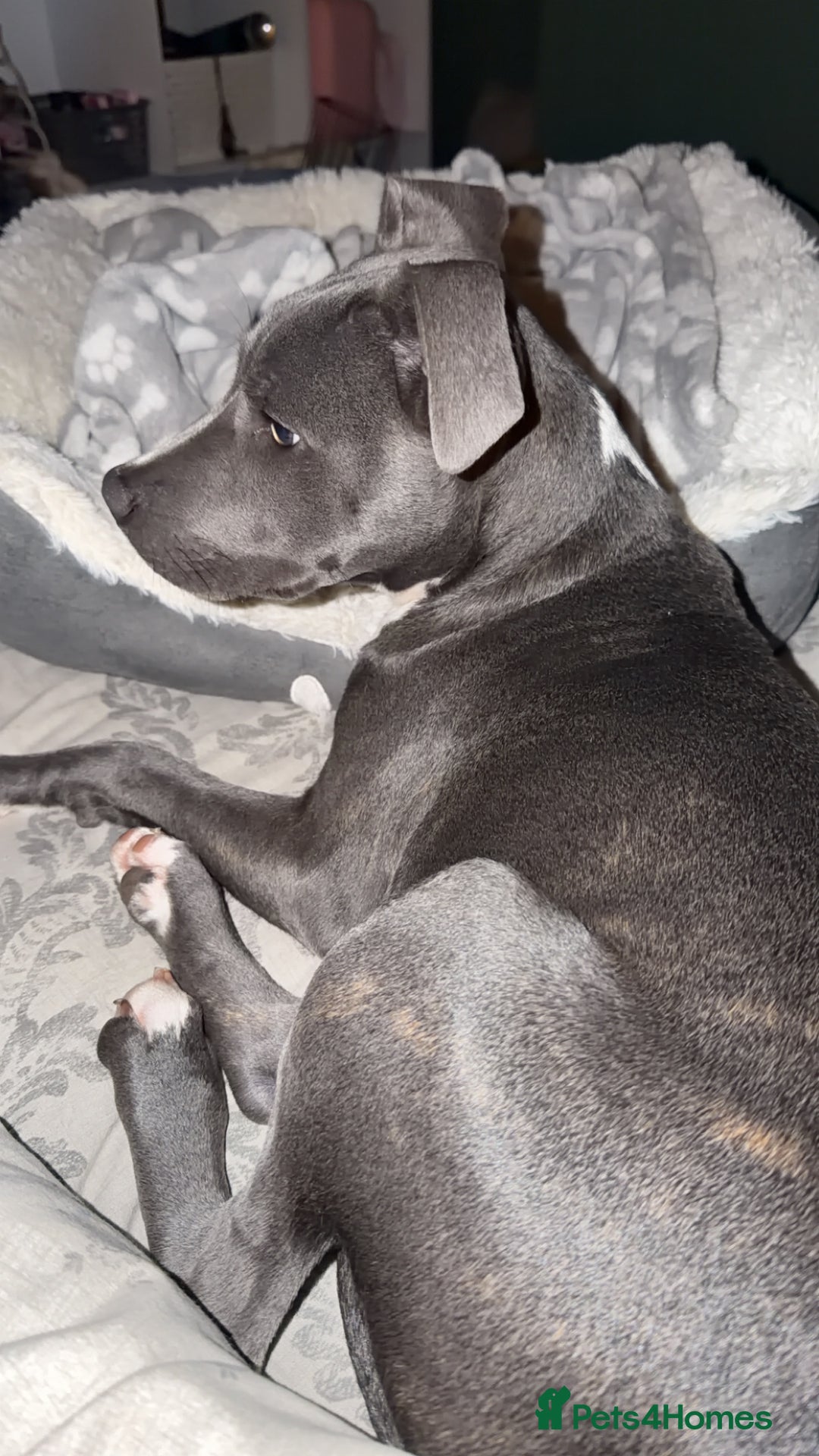 Mixed Breed dogs for sale: 24 week old staff x corso  - Advert 3