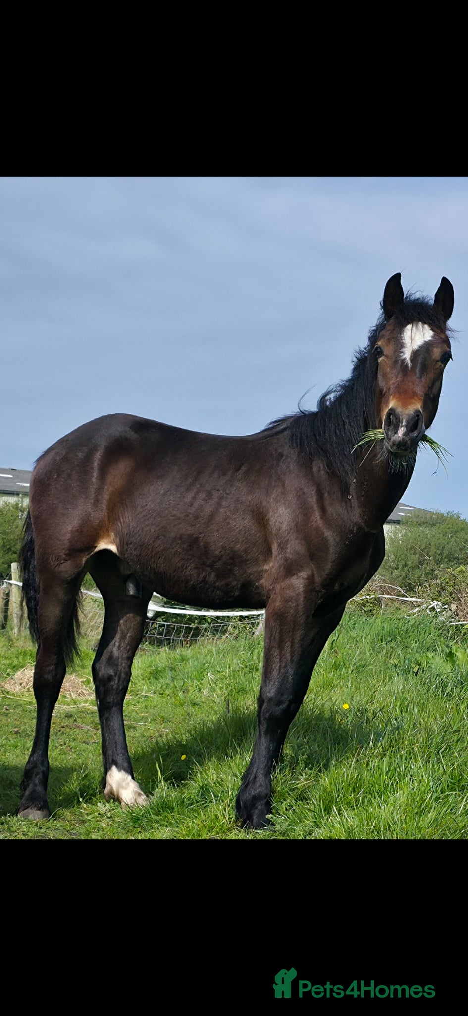Welsh Section D horses Freddie the registered welsh d  - Advert 23