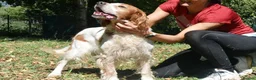 English Setter dogs for adoption: Kay   in Worthing - Advert 6