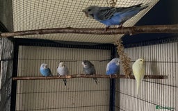 Budgerigars birds for sale: 6 Budgies  - Image 1