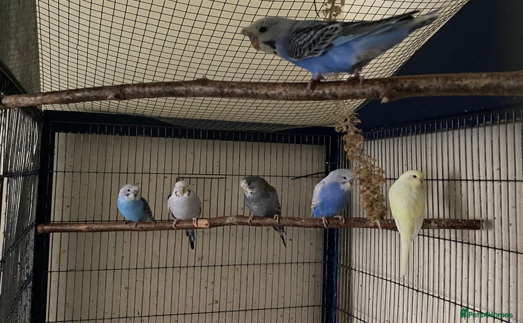 Budgerigars birds - Advert 1