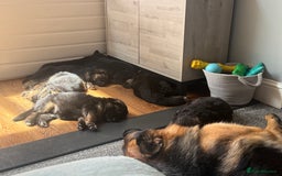 German Shepherd dogs for sale: Only 1 boy left Kc German Shepherd Puppies in Canvey Island - Image 28