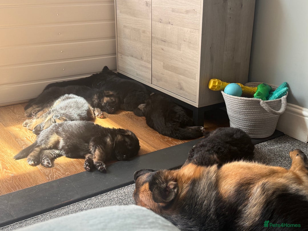 German Shepherd dogs for sale: Only 1 boy left Kc German Shepherd Puppies in Canvey Island - Image 28