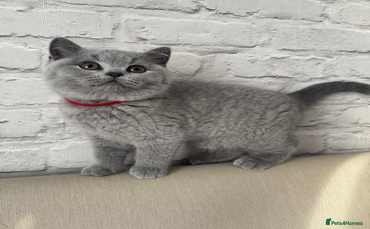 British Shorthair cats - Advert 16