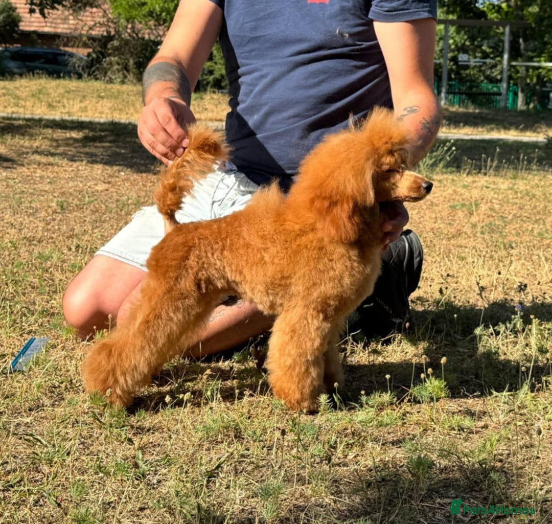 Miniature Poodle dogs for sale: Beautiful girl available - Image 2