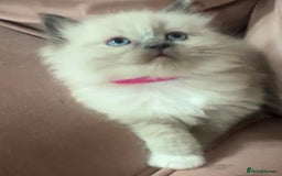 Ragdoll cats for sale: ragdoll kittens ready in 1 week  🩵💚💜 - Image 20