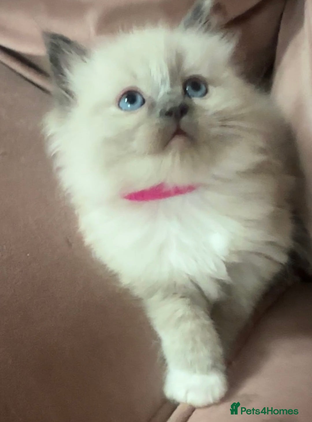 Ragdoll cats for sale: ragdoll kittens ready in 1 week  🩵💚💜 - Image 20