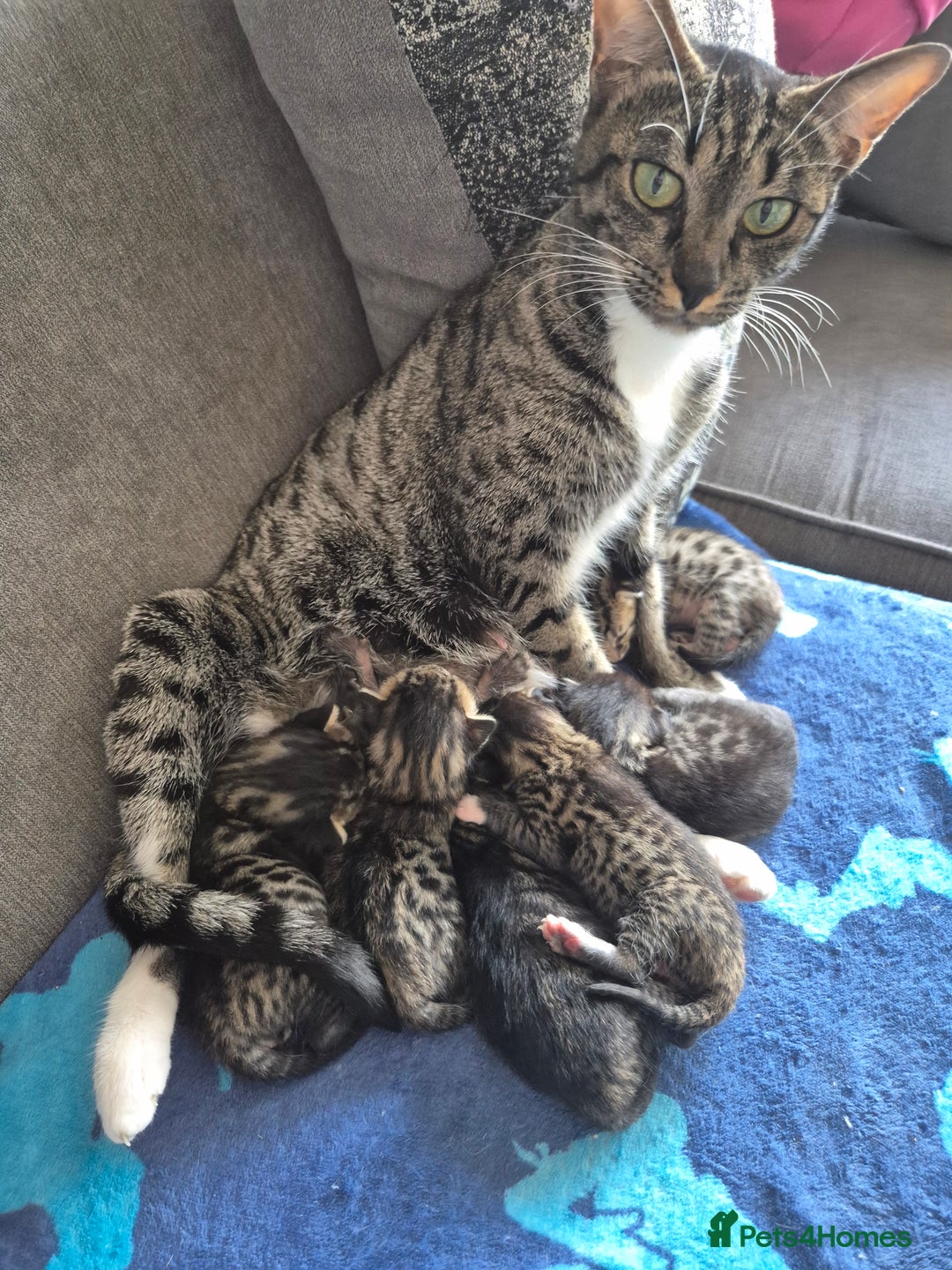 Savannah cats for sale: Savannah kittens ready to leave 24th October  - Image 6