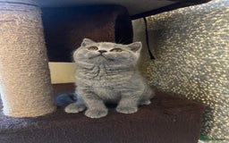 British Shorthair cats for sale: Chunky British Shorthair Kittens  - Image 6