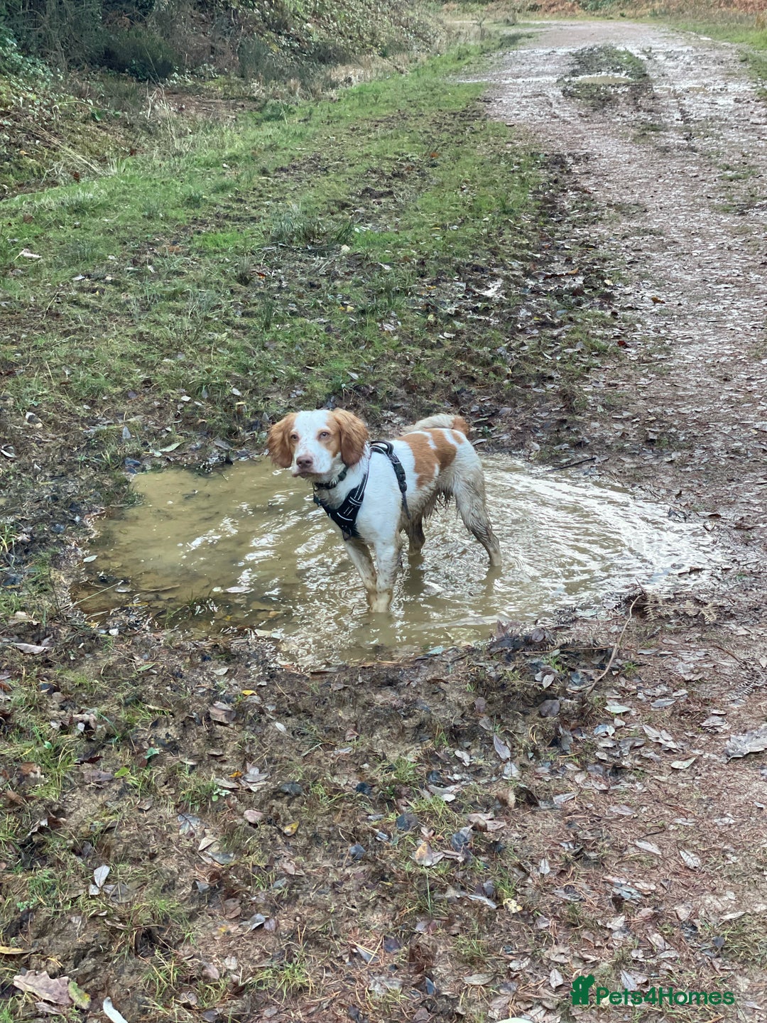 Cocker Spaniel dogs for sale: 12 Month Cocker Spaniel - Advert 2