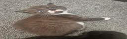 Snowshoe cats for sale: Beautiful snowshoe mixed Norwegian forest  - Advert 27
