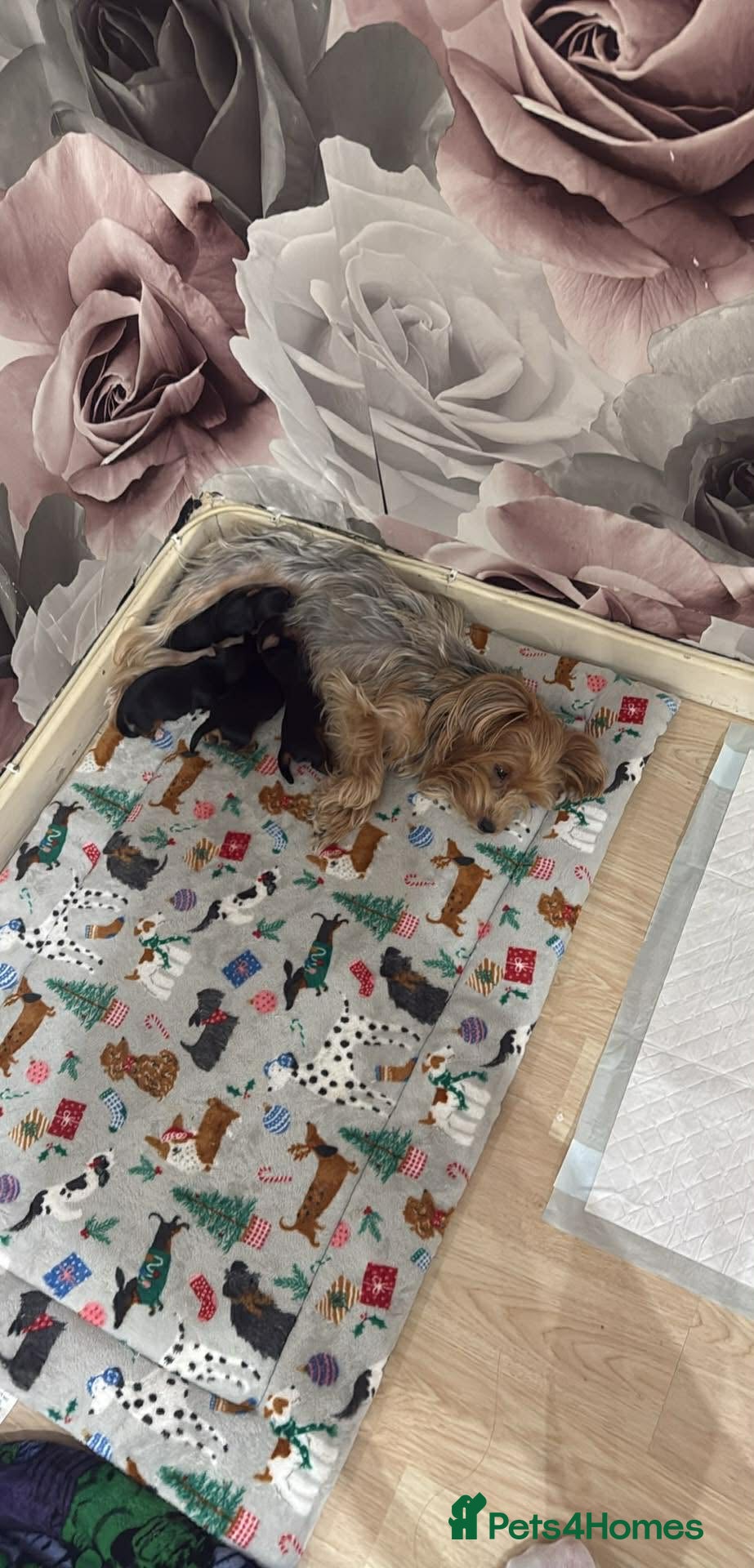 Yorkshire Terrier dogs Yorkshire Terrier Puppies- 3 Girls & 1 Boy IPSWICH - Advert 3