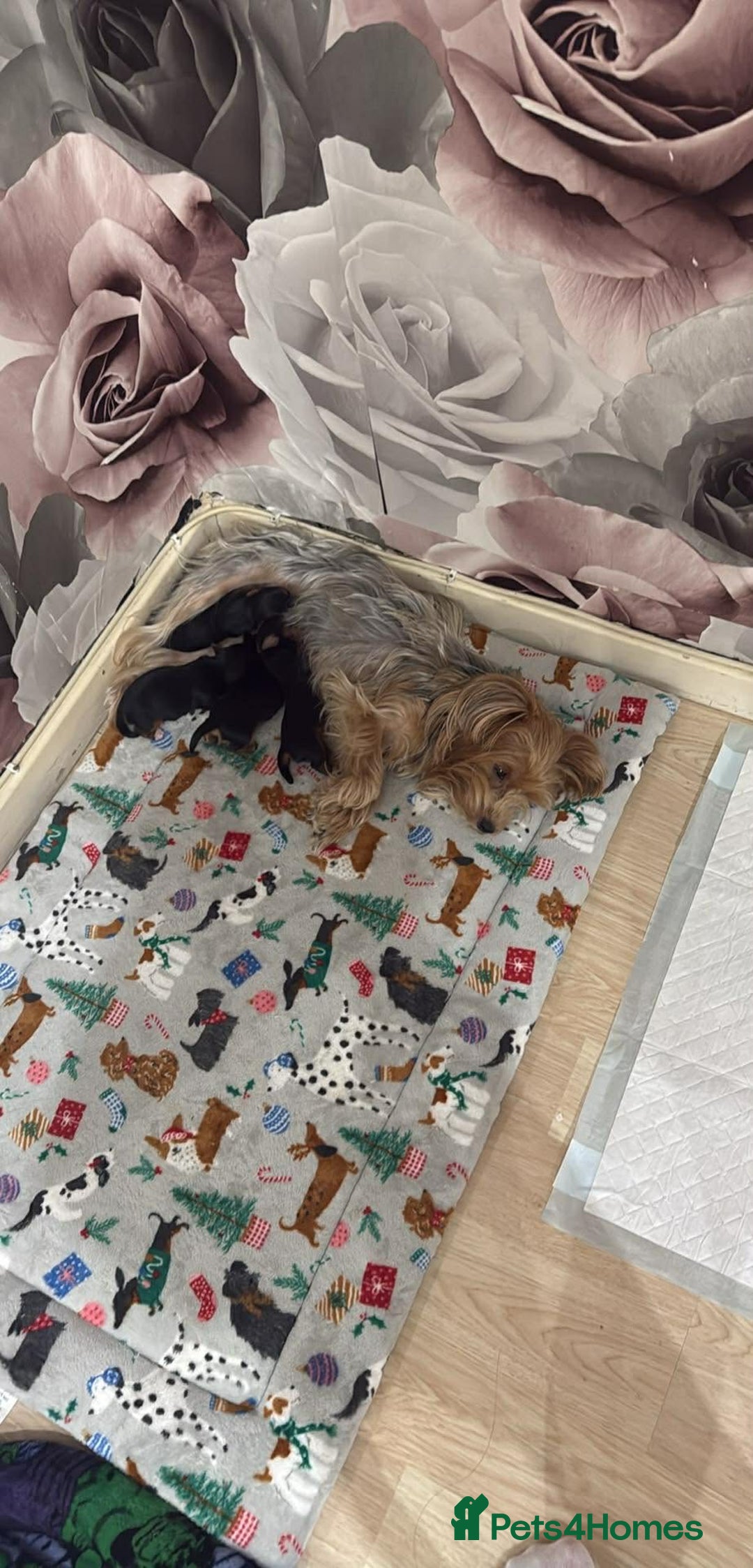Yorkshire Terrier dogs for sale: Yorkshire Terrier Puppies- 3 Girls & 1 Boy IPSWICH - Advert 1