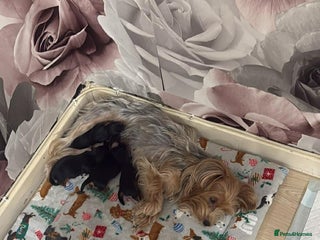 Yorkshire Terrier dogs Yorkshire Terrier Puppies- 3 Girls & 1 Boy IPSWICH - Advert 1