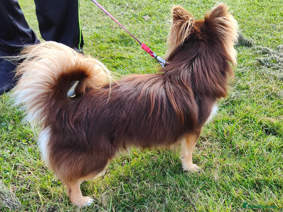 Chihuahua dogs for stud: STUD: Long Coat Chocolate Boy in Aldershot - Advert 5