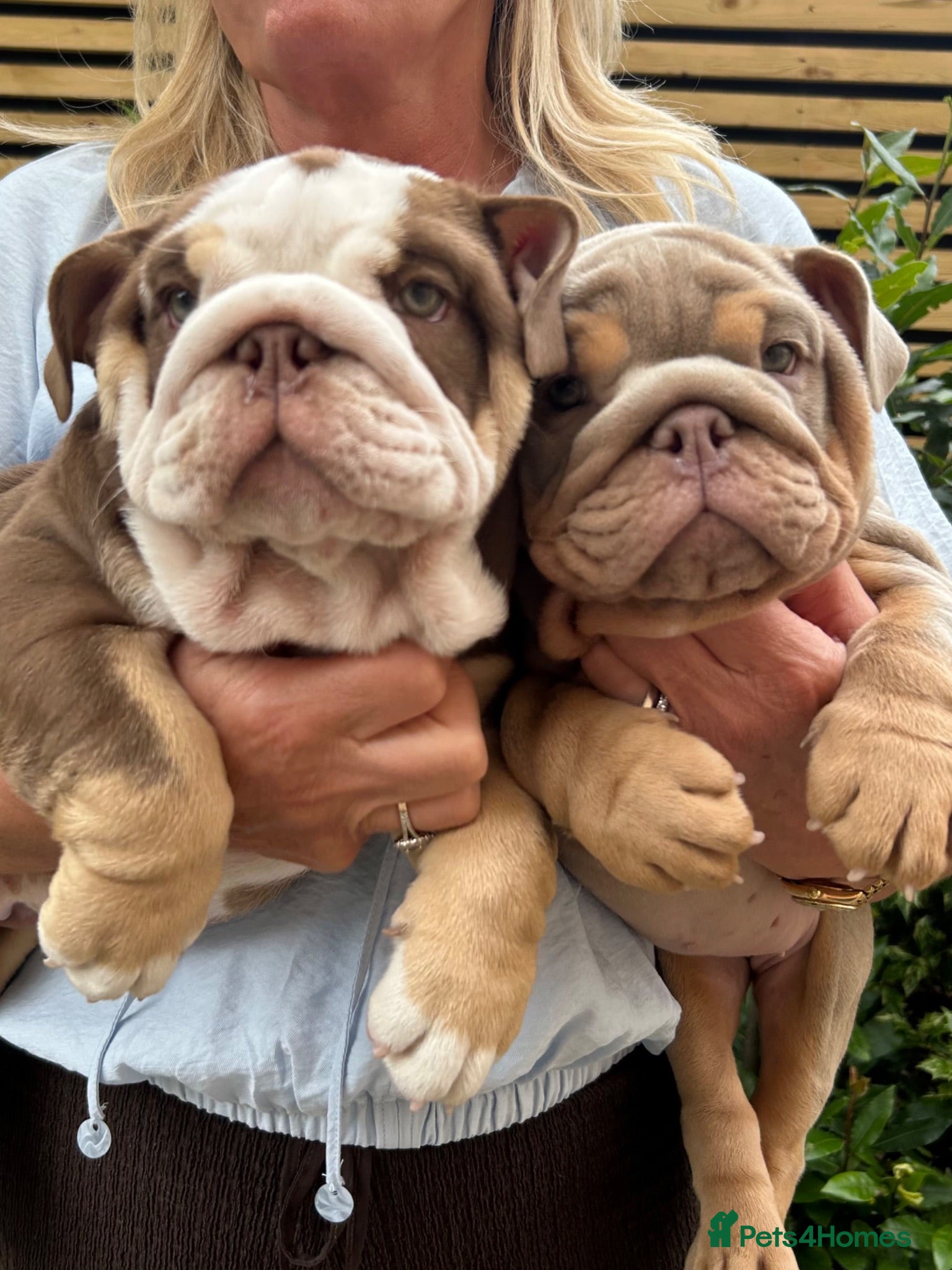 English Bulldog dogs English bulldog female ready to go - Advert 6