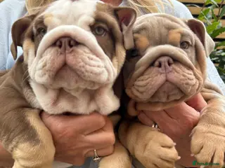 English Bulldog dogs English bulldog female ready to go - Advert 6