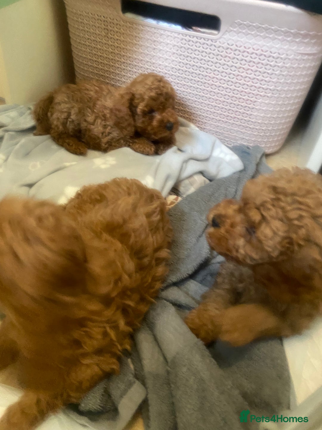 Cavapoo dogs for sale: Red cavapoo babies both parents dna health tested  in Newark - Image 17