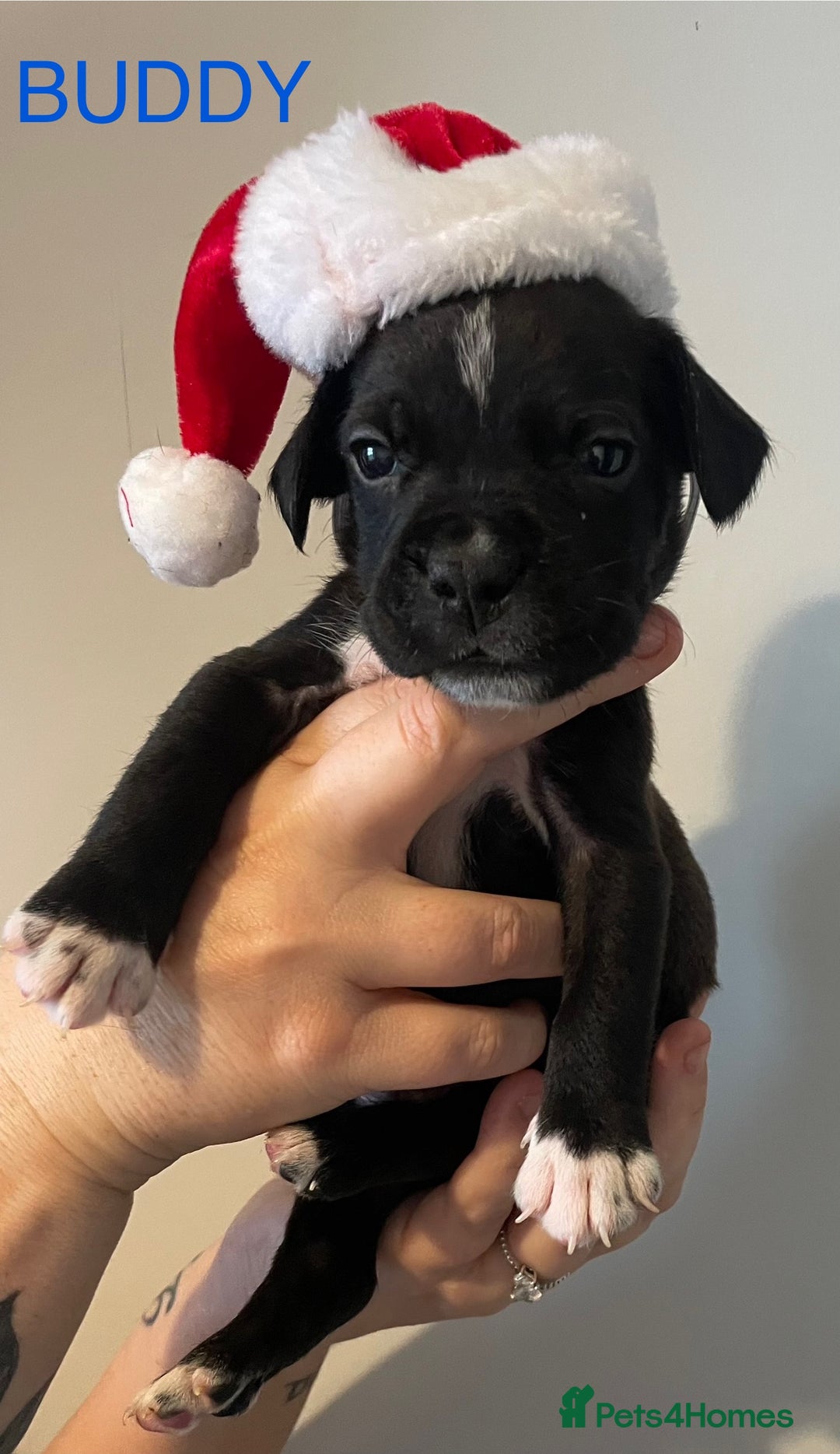 Mixed Breed dogs for sale: READY FOR THERE FOREVER HOMES 1 GIRL & - BOY  - Advert 14