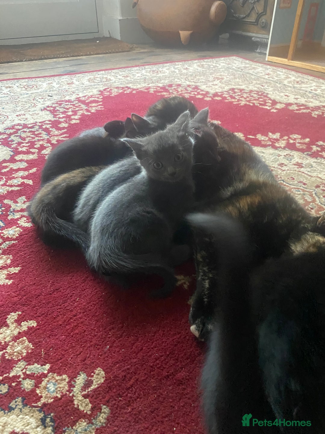 Mixed Breed cats for sale: Fantastic Farm Kittens ready now  - Image 2