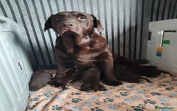 Labrador Retriever dogs for sale: KC registered chocolate puppies  - Image 2
