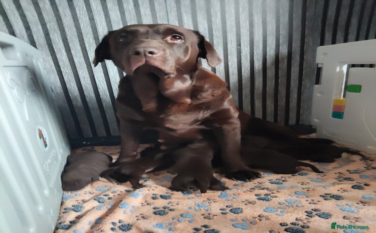 Labrador Retriever dogs - Advert 13