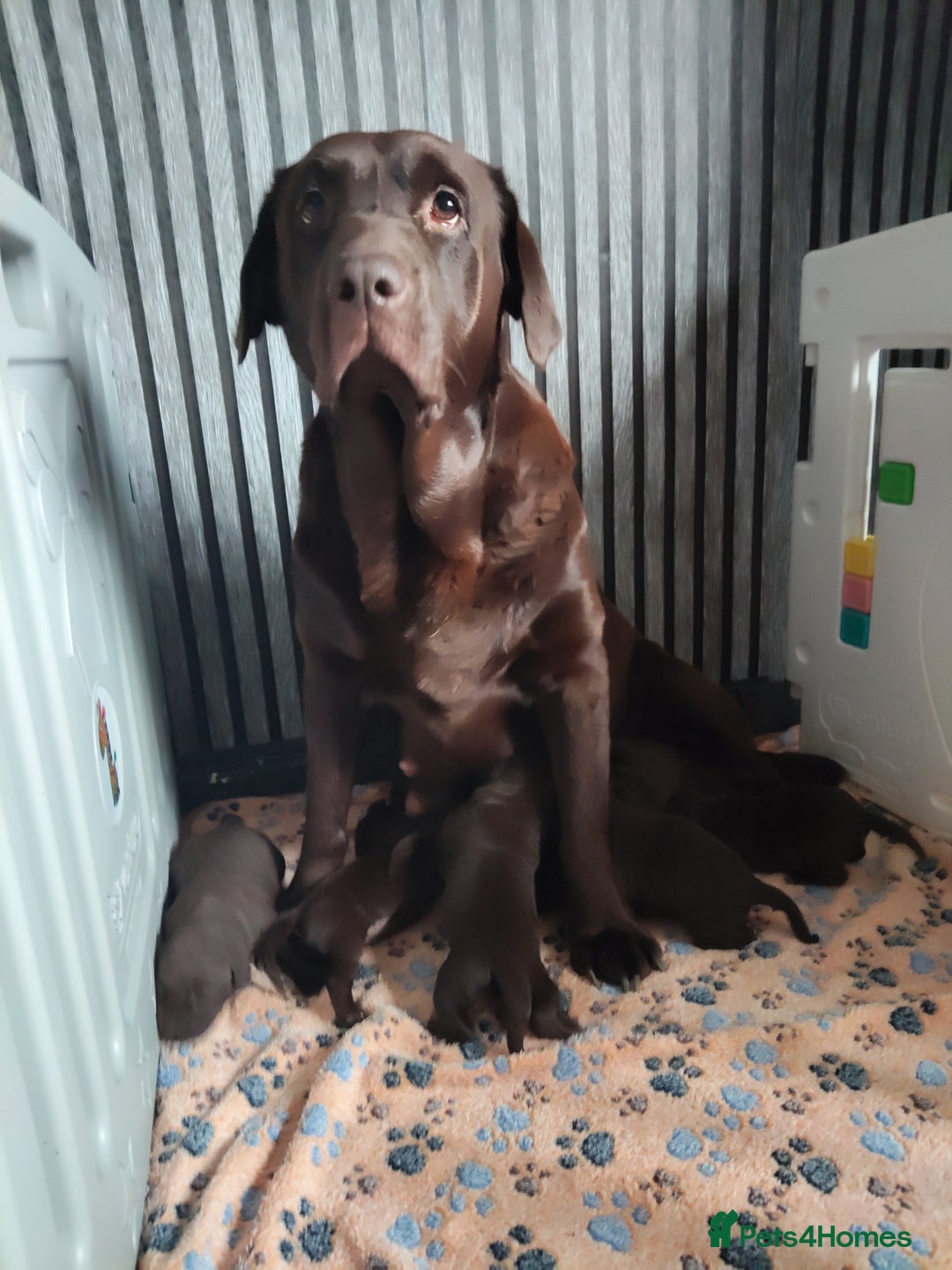 Labrador Retriever dogs for sale: KC registered chocolate puppies  - Image 2