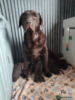 Labrador Retriever dogs - Advert 12