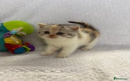 British Shorthair cats for sale: Gorgeous British shorthairs - Image 5