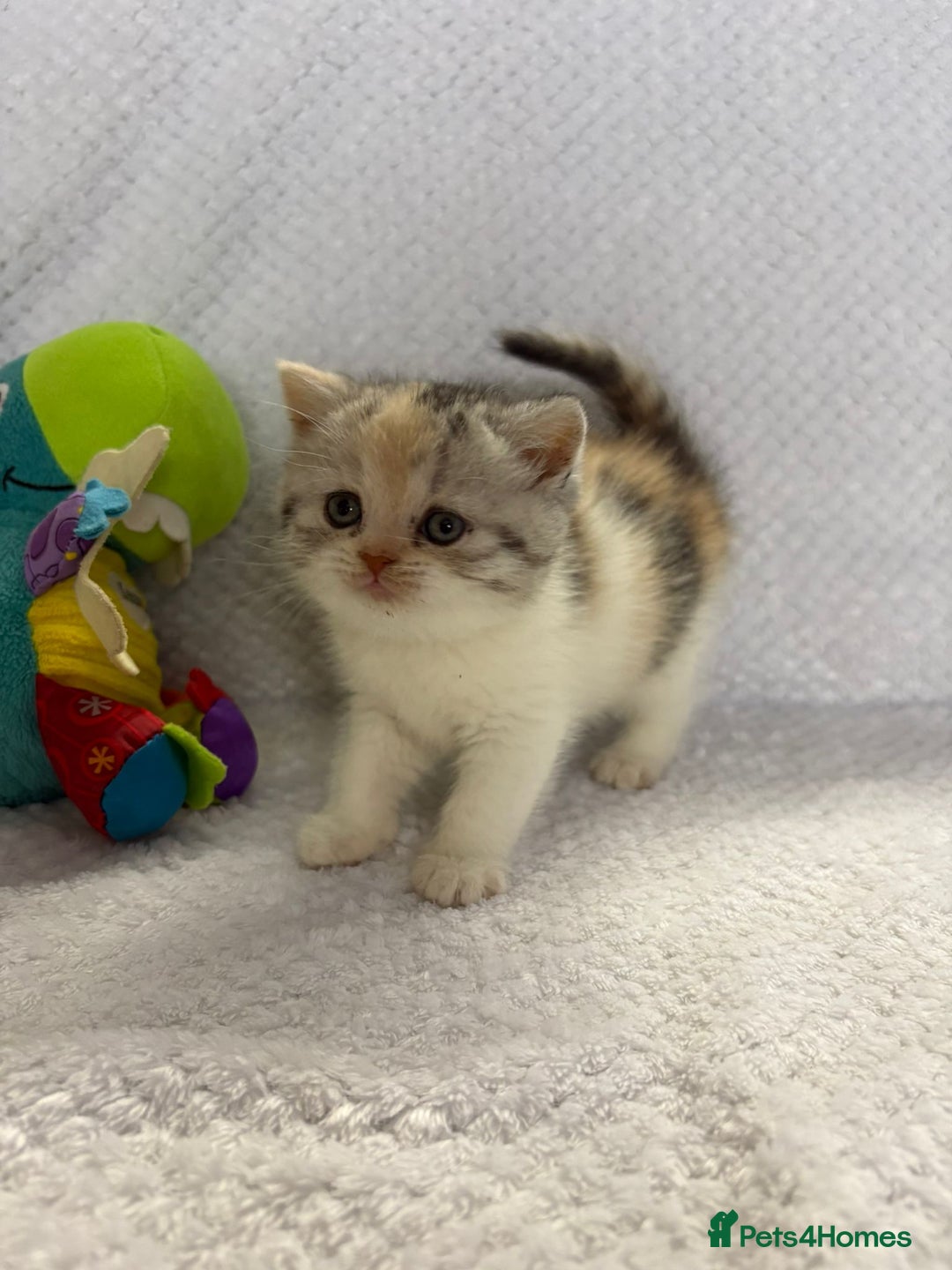 British Shorthair cats for sale: Gorgeous British shorthairs - Image 5