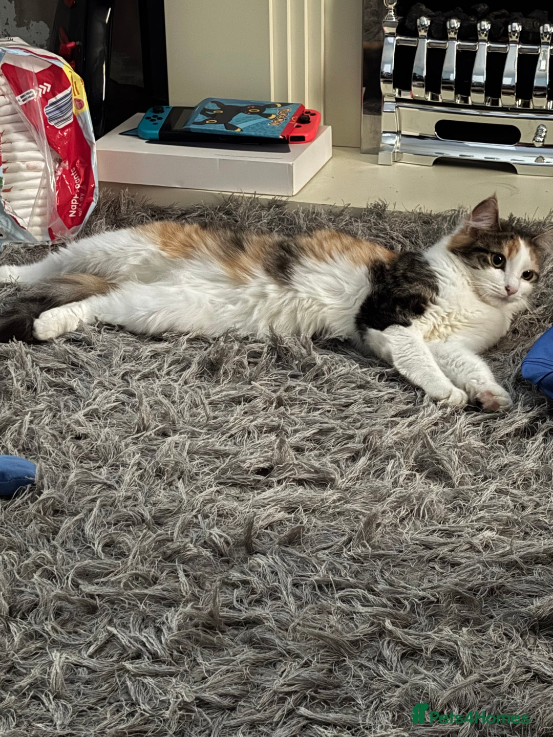 British Shorthair cats for sale: Friendly cats  - Advert 5