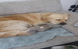 Golden Retriever dogs for sale: 🐾 Golden Retriever Puppies – Ready in December 🐾 - Image 5