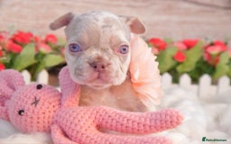 French Bulldog dogs for sale: Kc registered new shade french bulldogs - Image 14