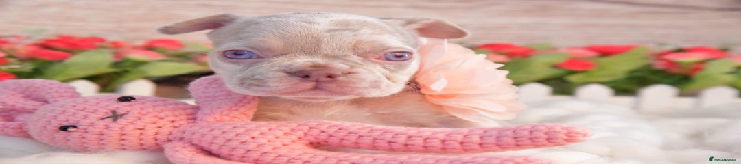 Zumer 