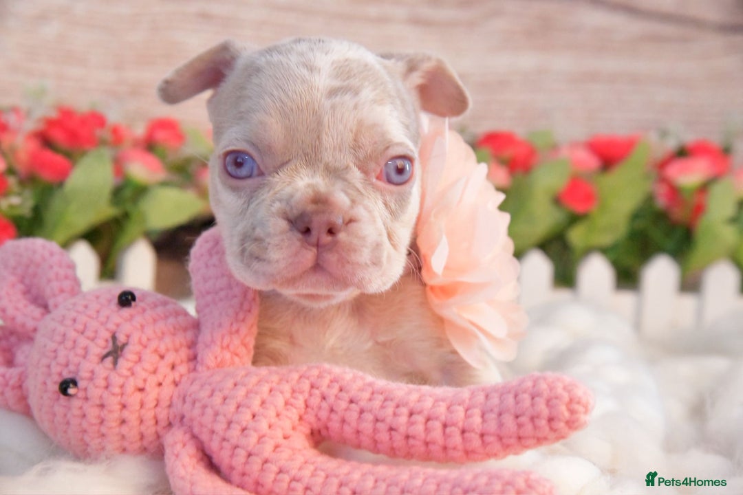 French Bulldog dogs for sale: Kc registered new shade french bulldogs - Image 14