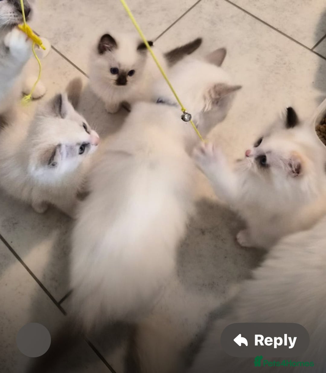 Ragdoll cats for sale: Blue mitted and bicolour ragdolls - Image 19