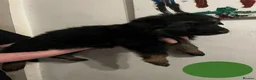 German Shepherd dogs for sale: LAST 3 PUPS READY TO GO NOW - Advert 38