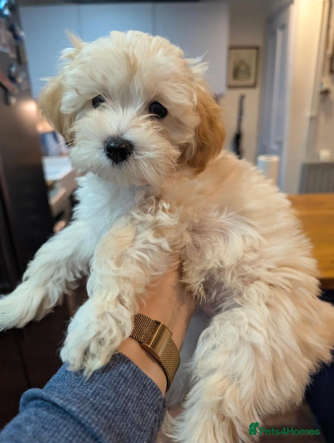 Maltipoo dogs for sale: 2 F1 Maltipoo puppies available  - Advert 8