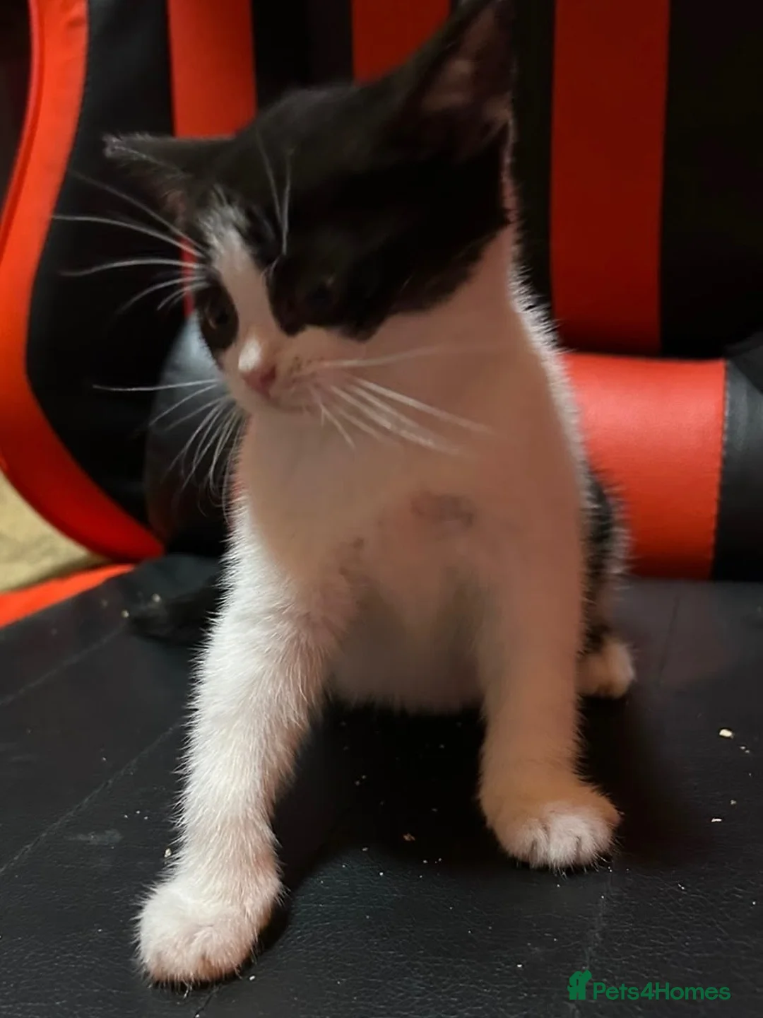 Mixed Breed cats for sale: Beautiful kittens - Advert 12